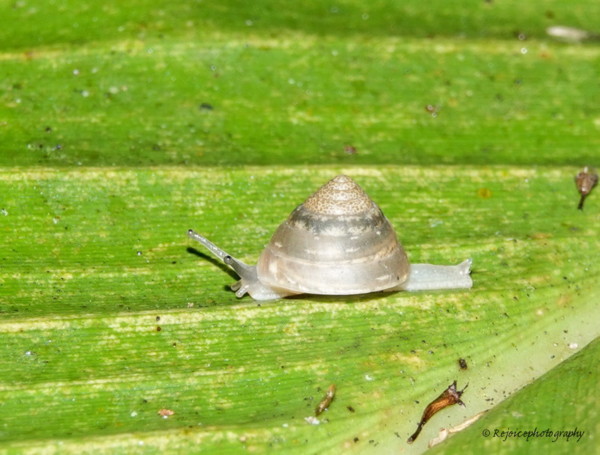 Sesara