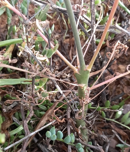Pelargonium laxum, photograph 3