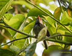 Orthotomus atrogularis
