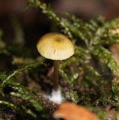 Entoloma readiae