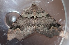 Austrocidaria parora