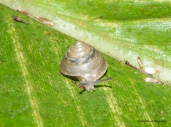 Chronidae