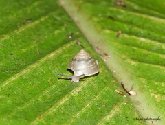 Chronidae