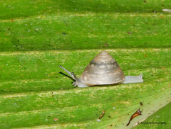 Chronidae