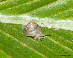 Chronidae