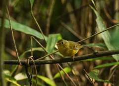Phylloscopus burkii