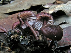 Mycena kurramulla