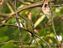 Phylloscopus burkii