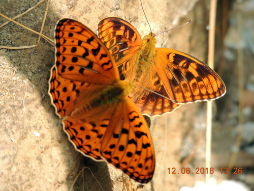 High Brown Fritillary, Bukovcevo-6 S1, photo 9 of 10