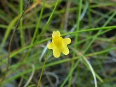 Utricularia chrysantha
