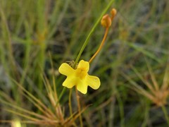 Utricularia chrysantha