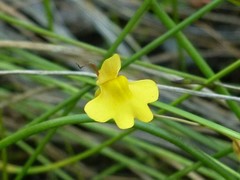 Utricularia chrysantha