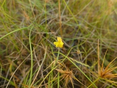 Utricularia chrysantha