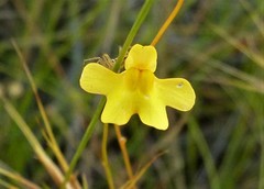 Utricularia chrysantha