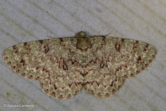 Ophthalmitis viridior