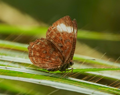 Taxila haquinus
