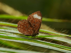 Taxila haquinus
