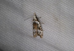 Metacosmesis laxeuta