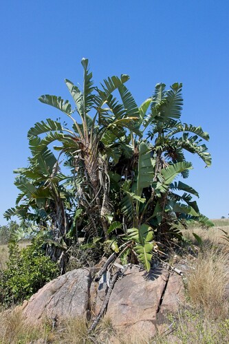 Strelitzia nicolai