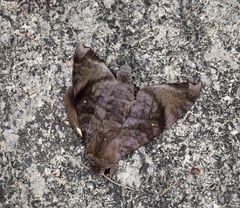 Acosmeryx pseudonaga