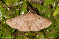 Petelia medardaria