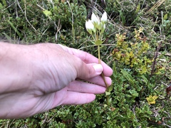 Gentianella montana montana