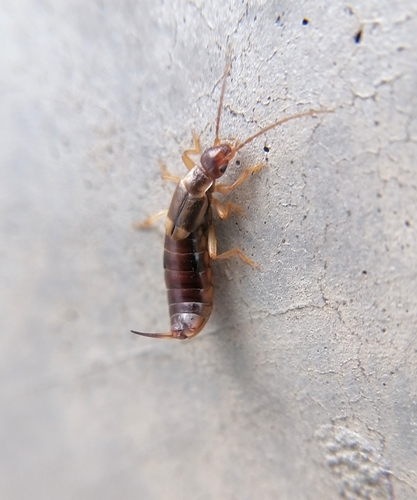 Forficula vicaria photo 5