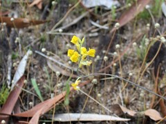 Utricularia odorata