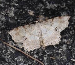 Calletaera subexpressa