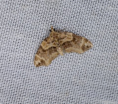 Chaetolopha incurvata