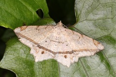 Chiasmia lacriphaga