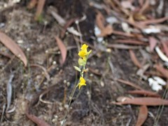 Utricularia odorata