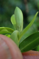Veronica vernicosa