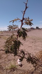 Mimosa aculeaticarpa biuncifera
