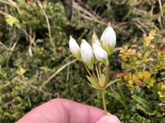 Gentianella montana montana