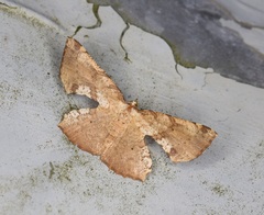 Corymica deducta