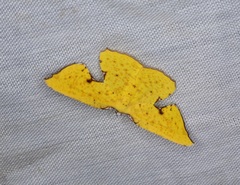 Corymica spatiosa