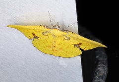 Corymica spatiosa