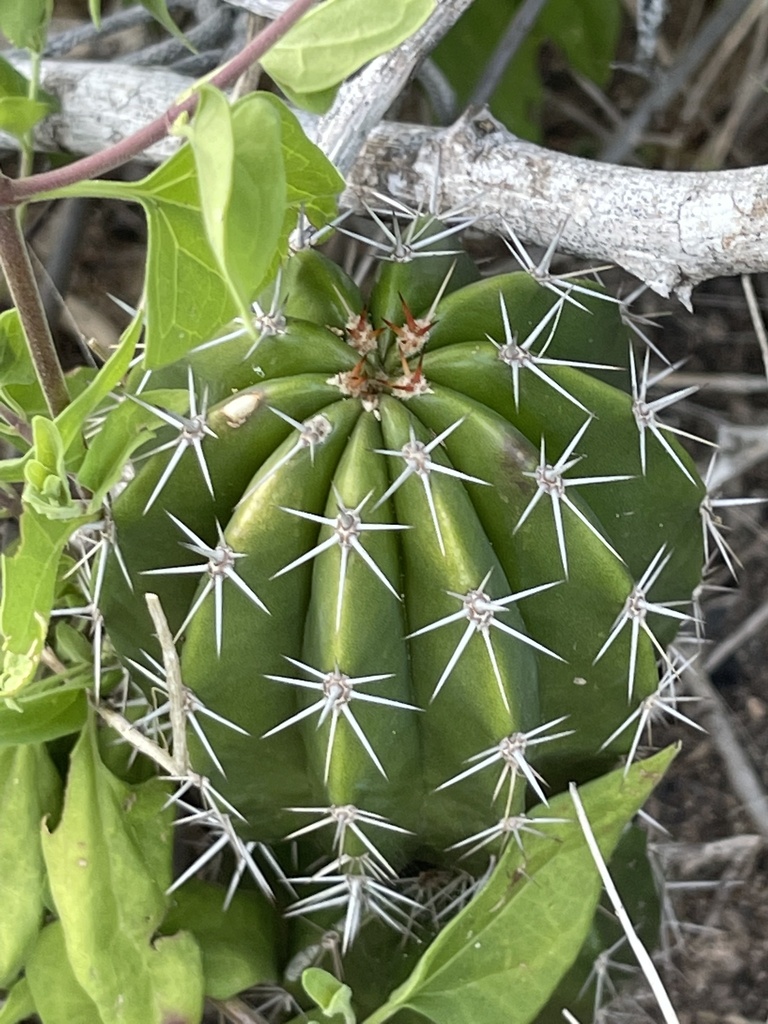 Indian Comb from Elota, Sin., MX on September 22, 2023 at 04:55 PM by ...