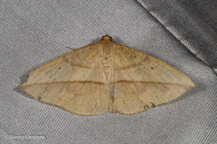 Polyscia viridispurca