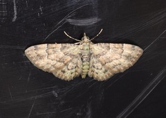 Gymnoscelis taprobanica