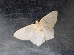 Hemithea tritonaria