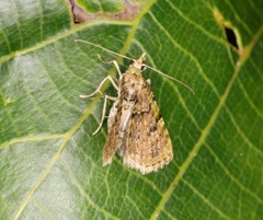 Chloroclystis conversa