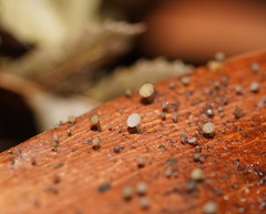 Hymenotorrendiella eucalypti image