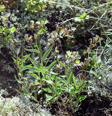 Campanula stenocarpa