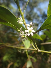 Ilex coriacea