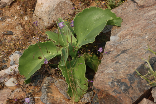 Image of Heliophila trifurca by (c) Tony Rebelo, some rights reserved (CC BY-SA)