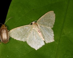 Hemithea tritonaria