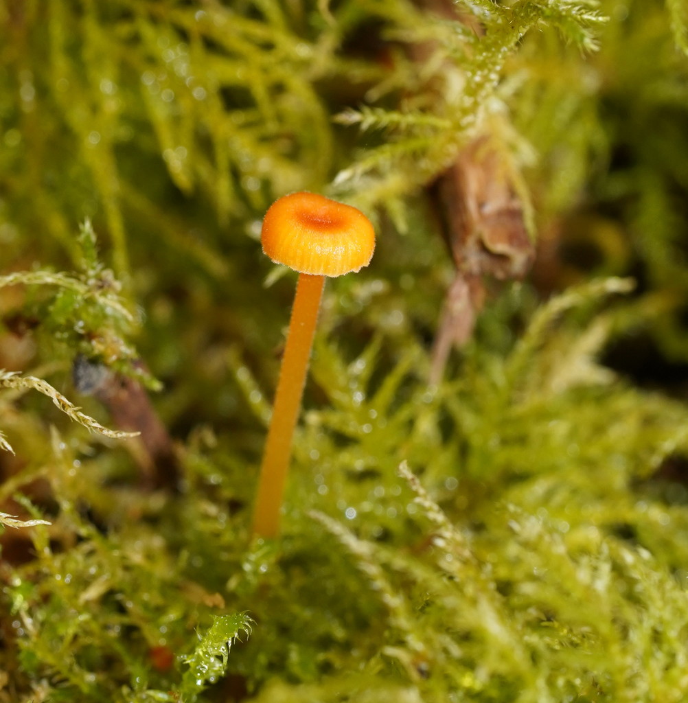 Rickenella fibula