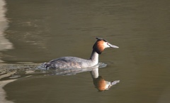 Podiceps cristatus